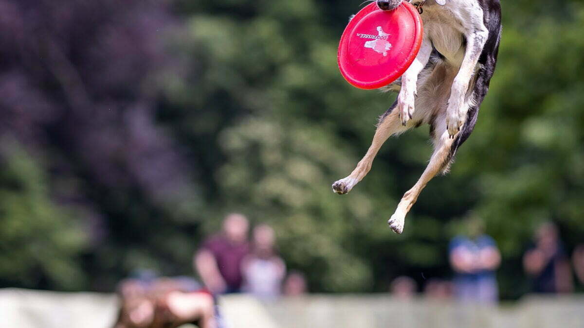 Dogs frisbee - Latające Psy Wrocław 2022