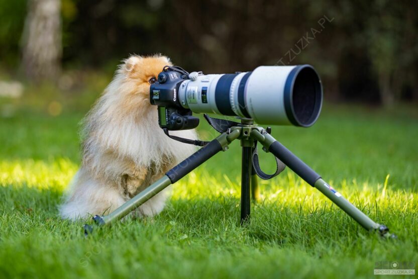 2022-09-26 Misiek pomaga przy zdjęciach