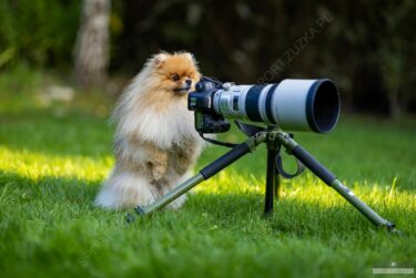 2022-09-26 Misiek pomaga przy zdjęciach