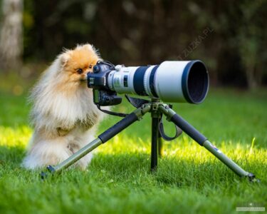 2022-09-26 Misiek pomaga przy zdjęciach