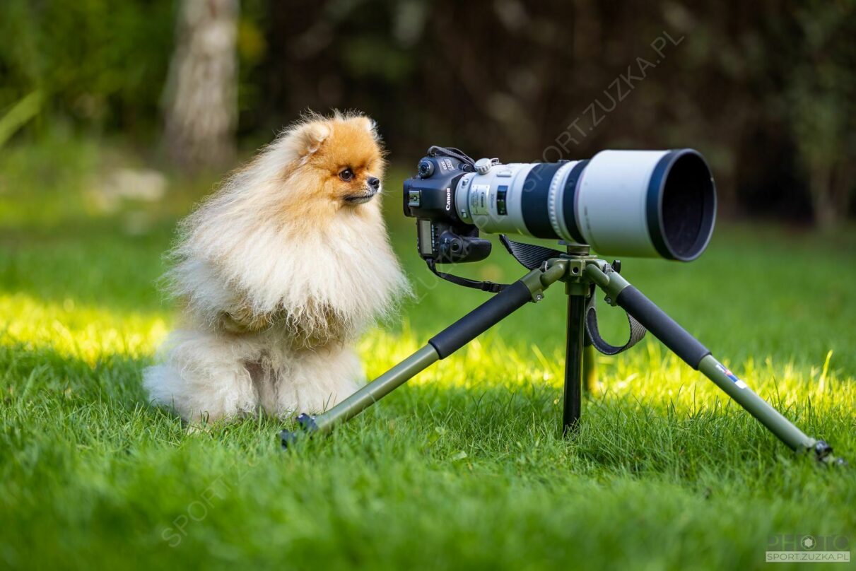 2022-09-26 Misiek pomaga przy zdjęciach